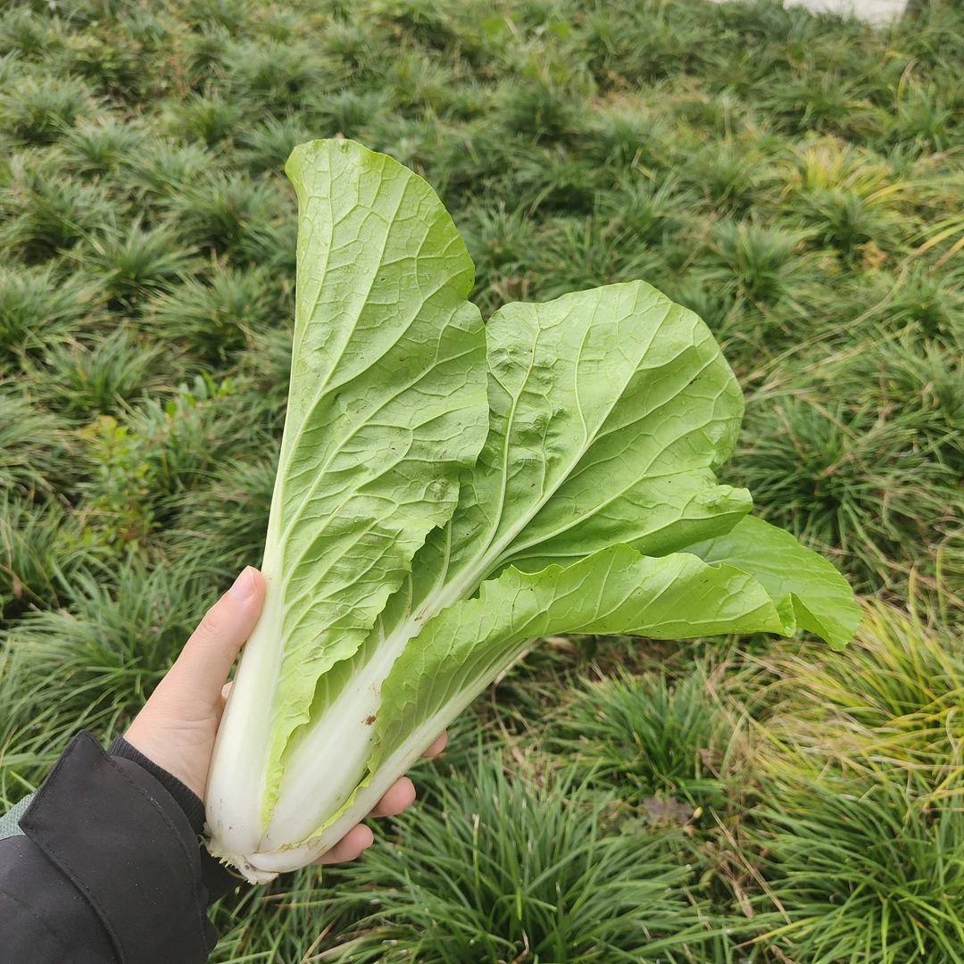 【书记助农】农户自种新鲜现摘毛白菜青菜京东发货