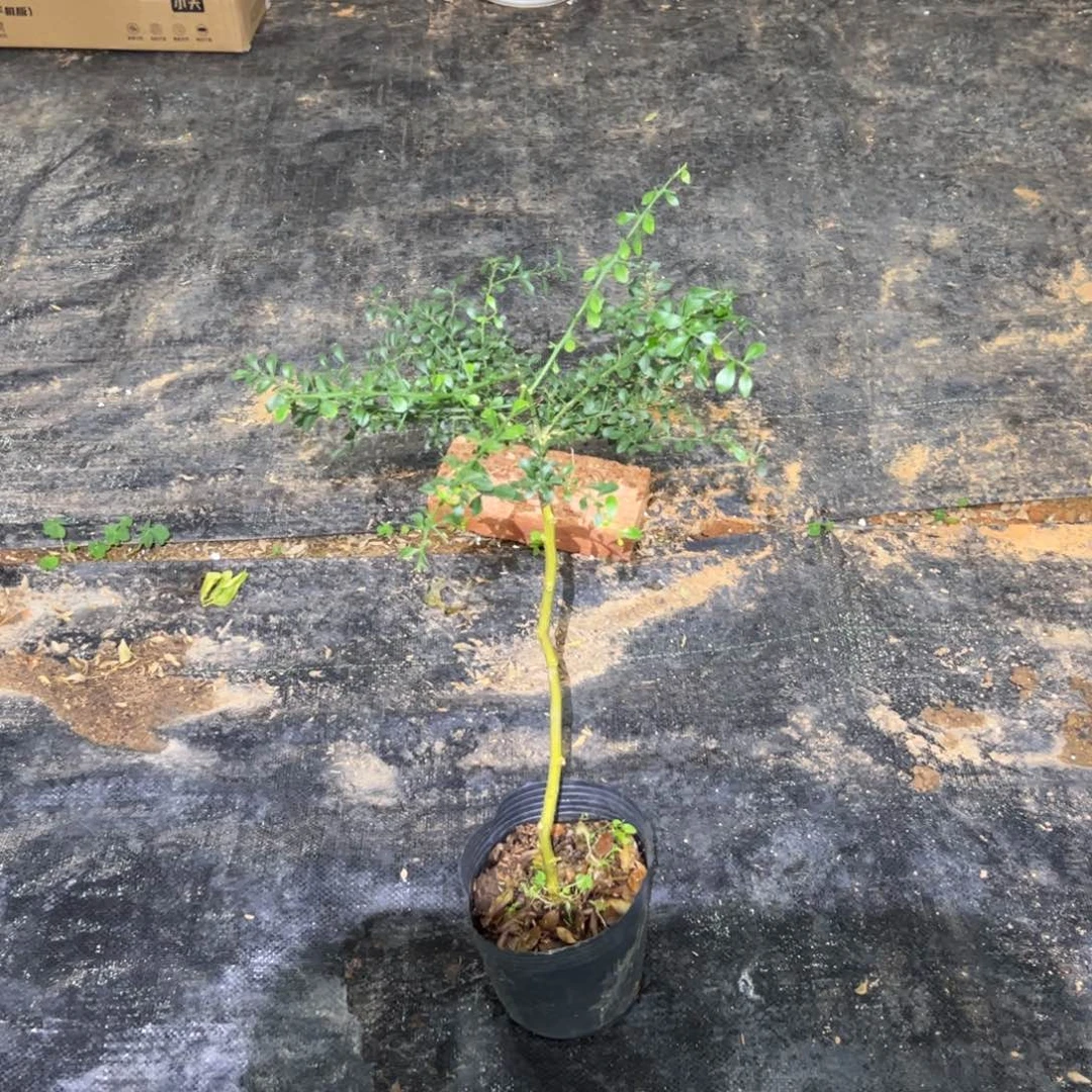 绿植盆栽植物花卉