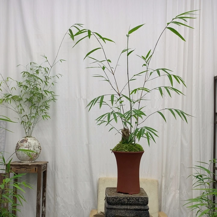 竹子竹子绿植花卉植物