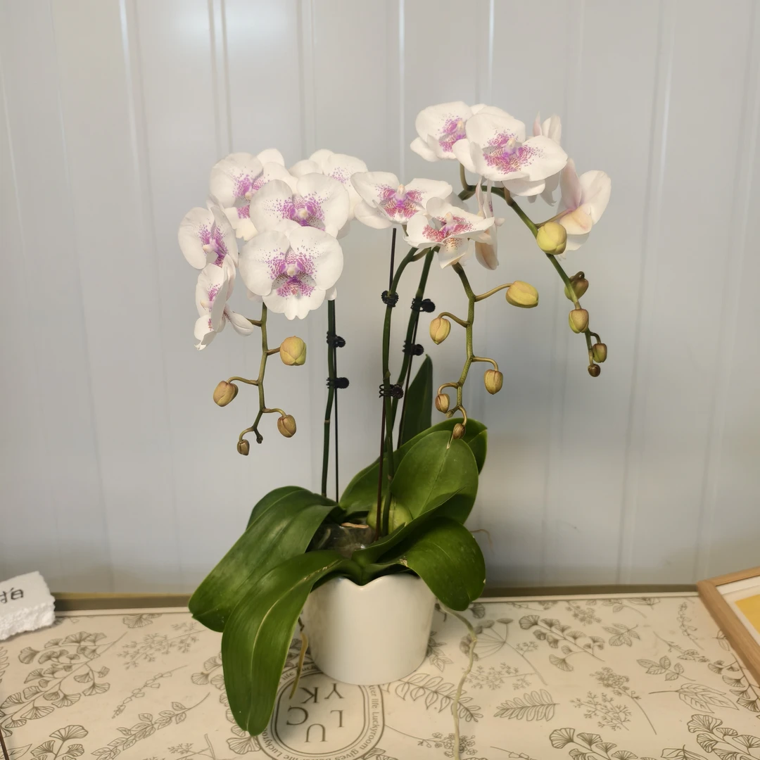 A20【爱琴海-组盆】高端精品蝴蝶兰室内盆栽/家庭花卉/办公室桌台花