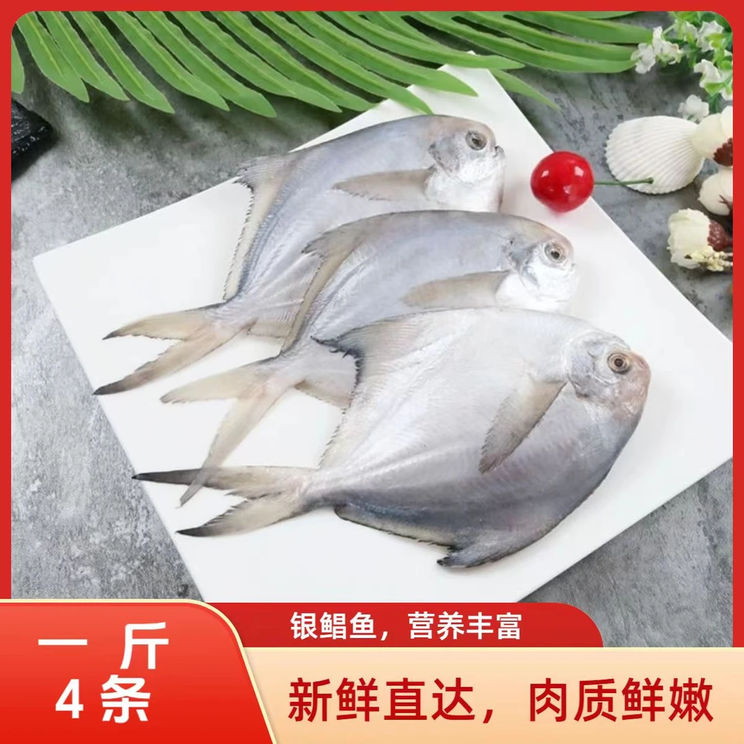 新鲜银鲳鱼 4条/斤  肉质 饱满细嫩