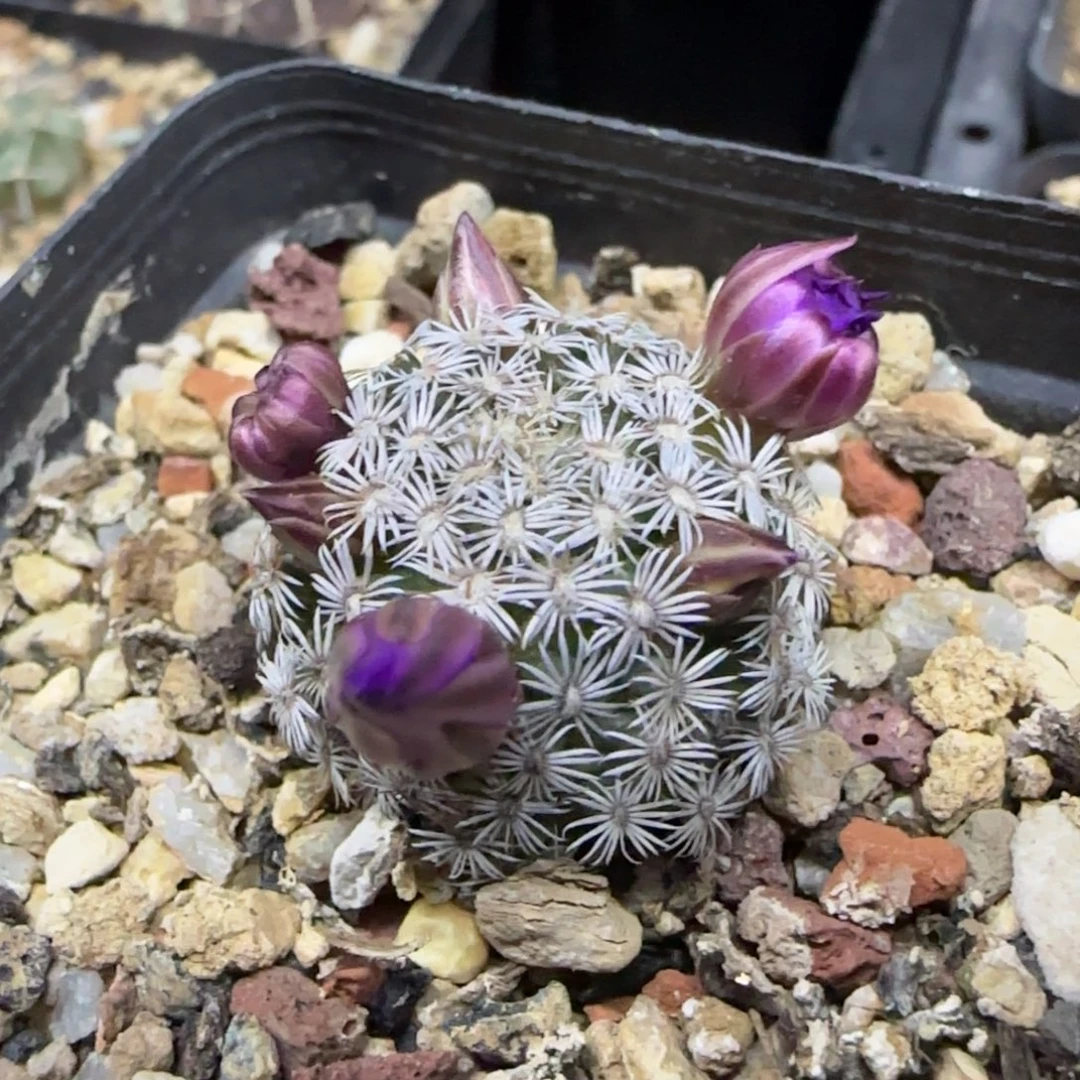 09实生克氏丸多肉2.5