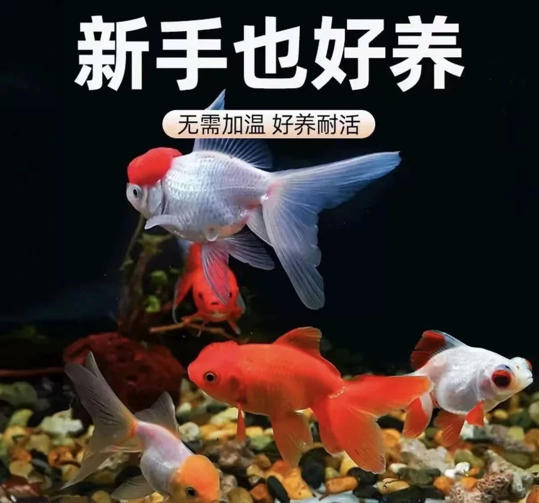 【颜色随机混捞】鸿运当头丹顶红鹤顶红冷水淡水金鱼好养活耐活