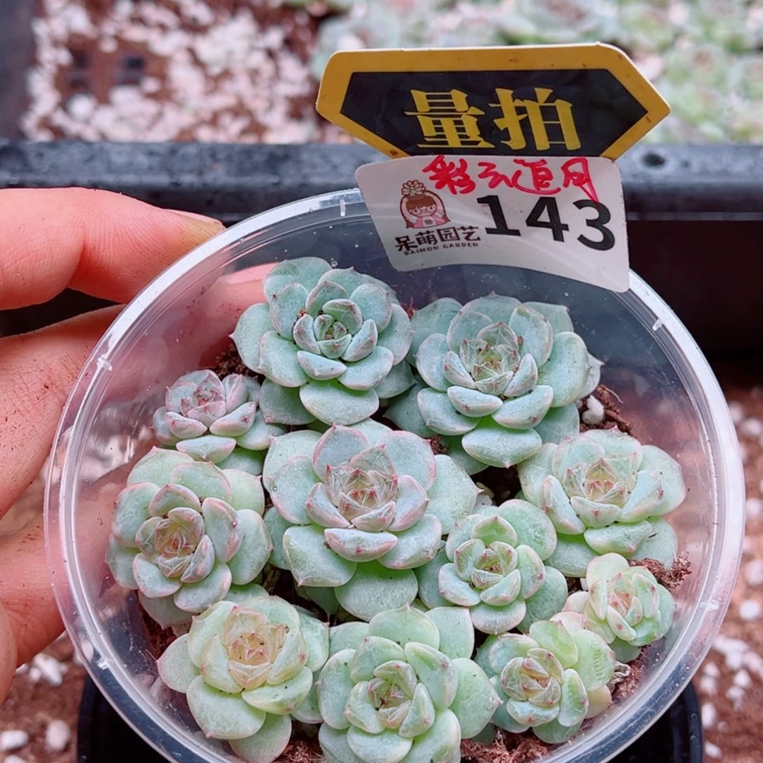 多肉植物多肉植物