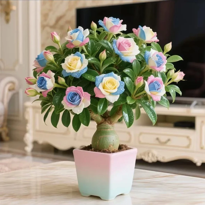 四季开花浓香型重瓣沙漠玫瑰盆栽室内外好养易活花卉绿植驱蚊驱虫