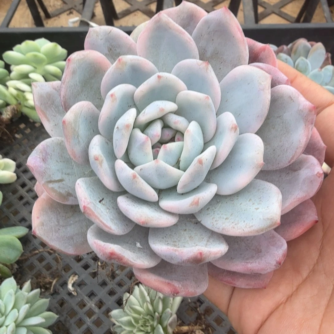 橙梦露锦腹轮锦一颗多肉锦