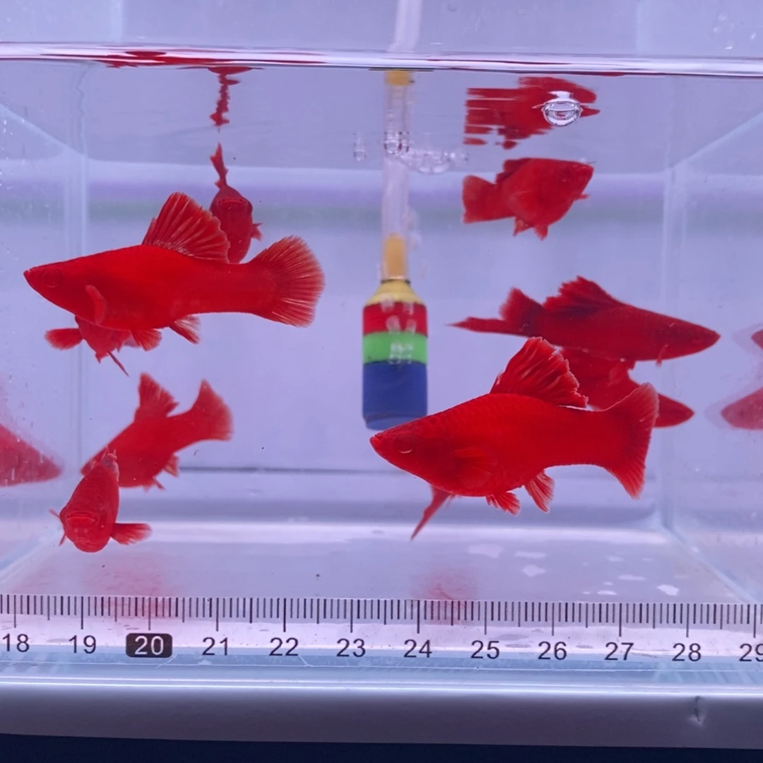 红剑鱼高鳍红剑亚成4公6母