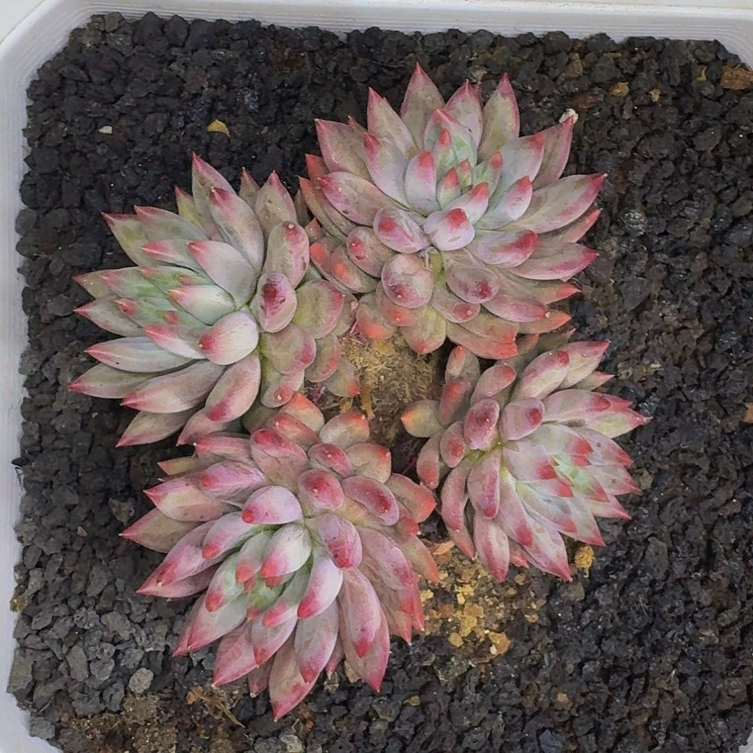 紫体 虞美人  一物一拍