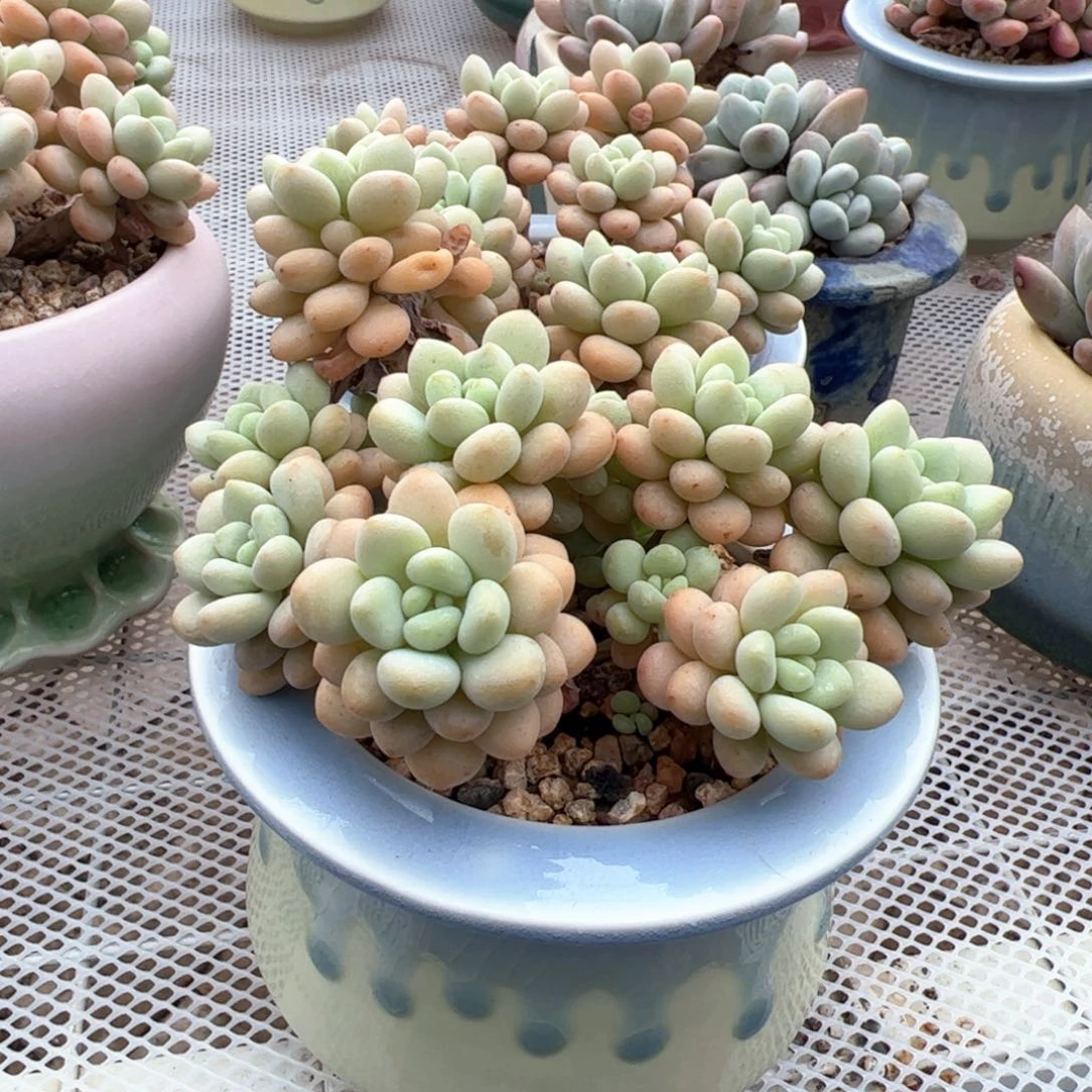 新疆包邮 洛可可带盆