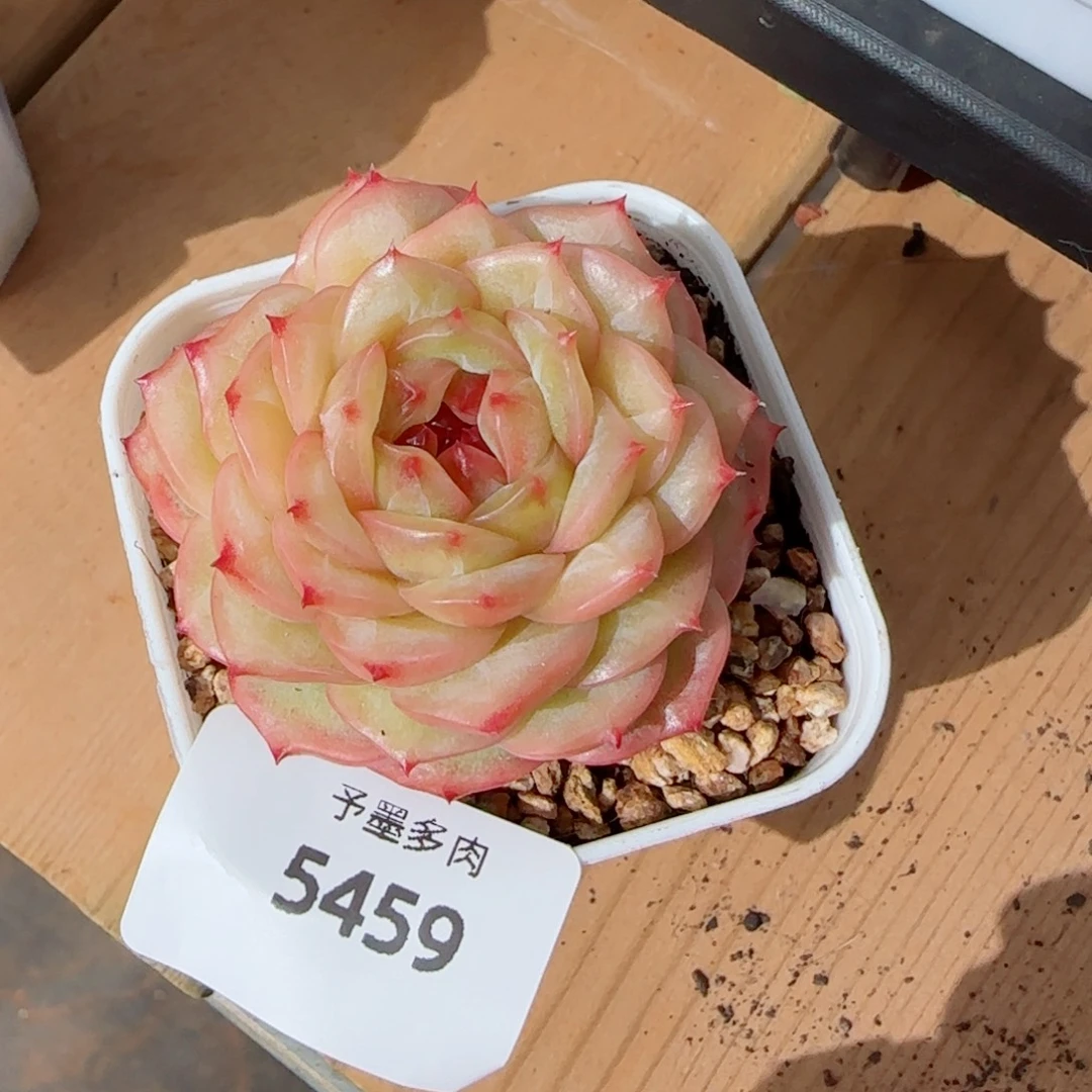 新品，5459多肉植物