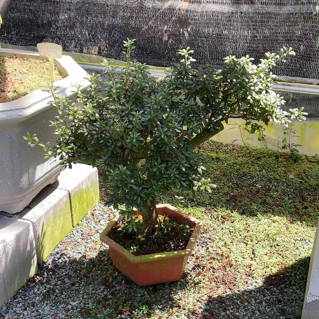 当前无花朵，栽培后可花朵花**夕