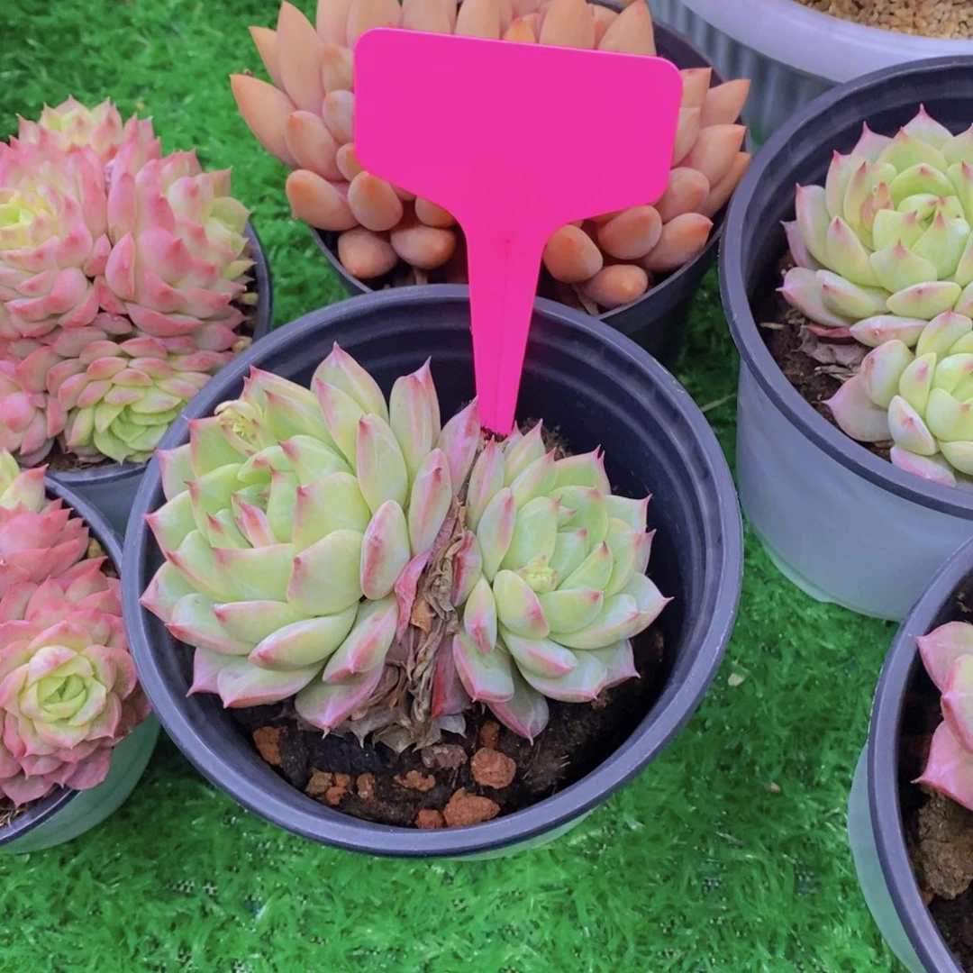 钱****?开心多肉植物多肉