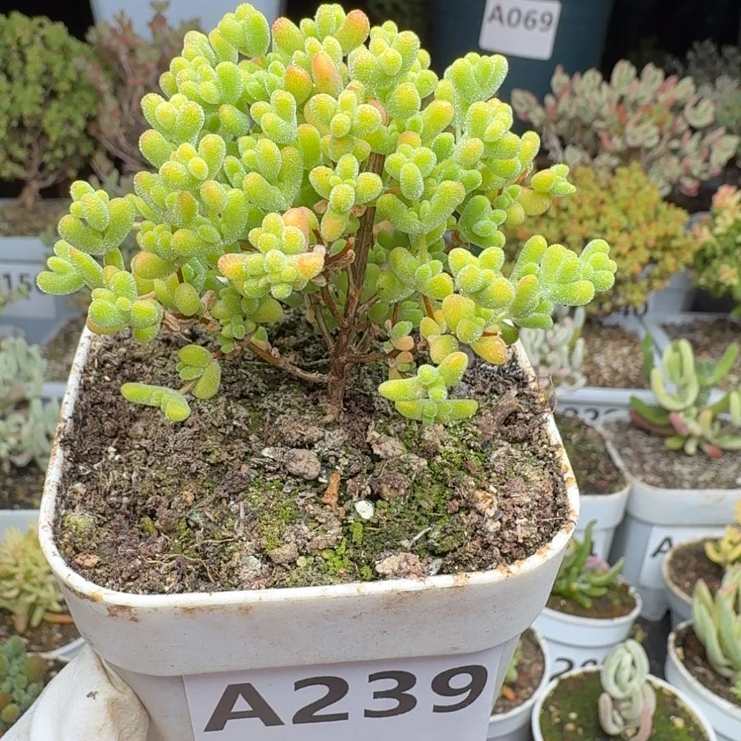 A239黄金莱斯一物一拍