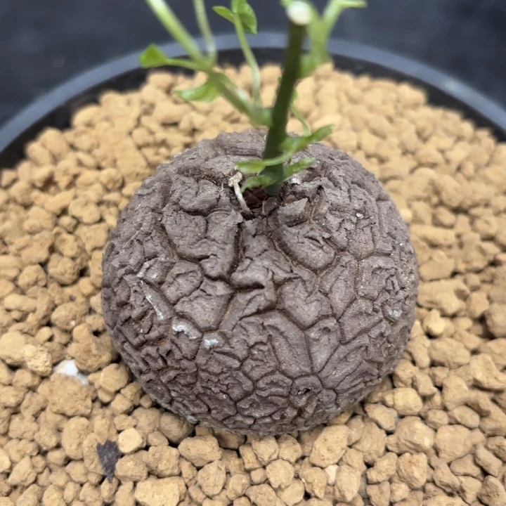 950号龟甲龙带盆包邮