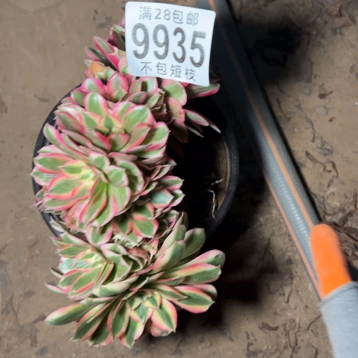 倾城缀多肉植物有伤9935