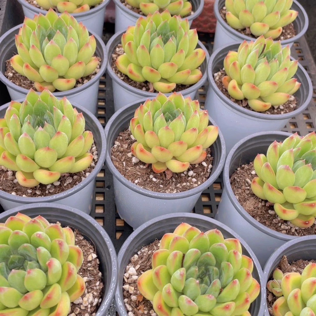 量拍17号 彩体幻影美人单头一个