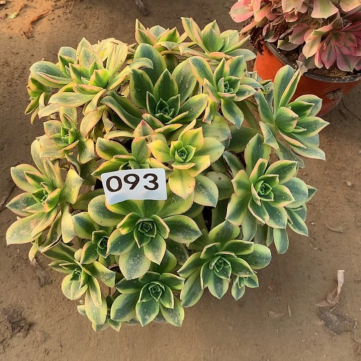 无花朵093星爆南