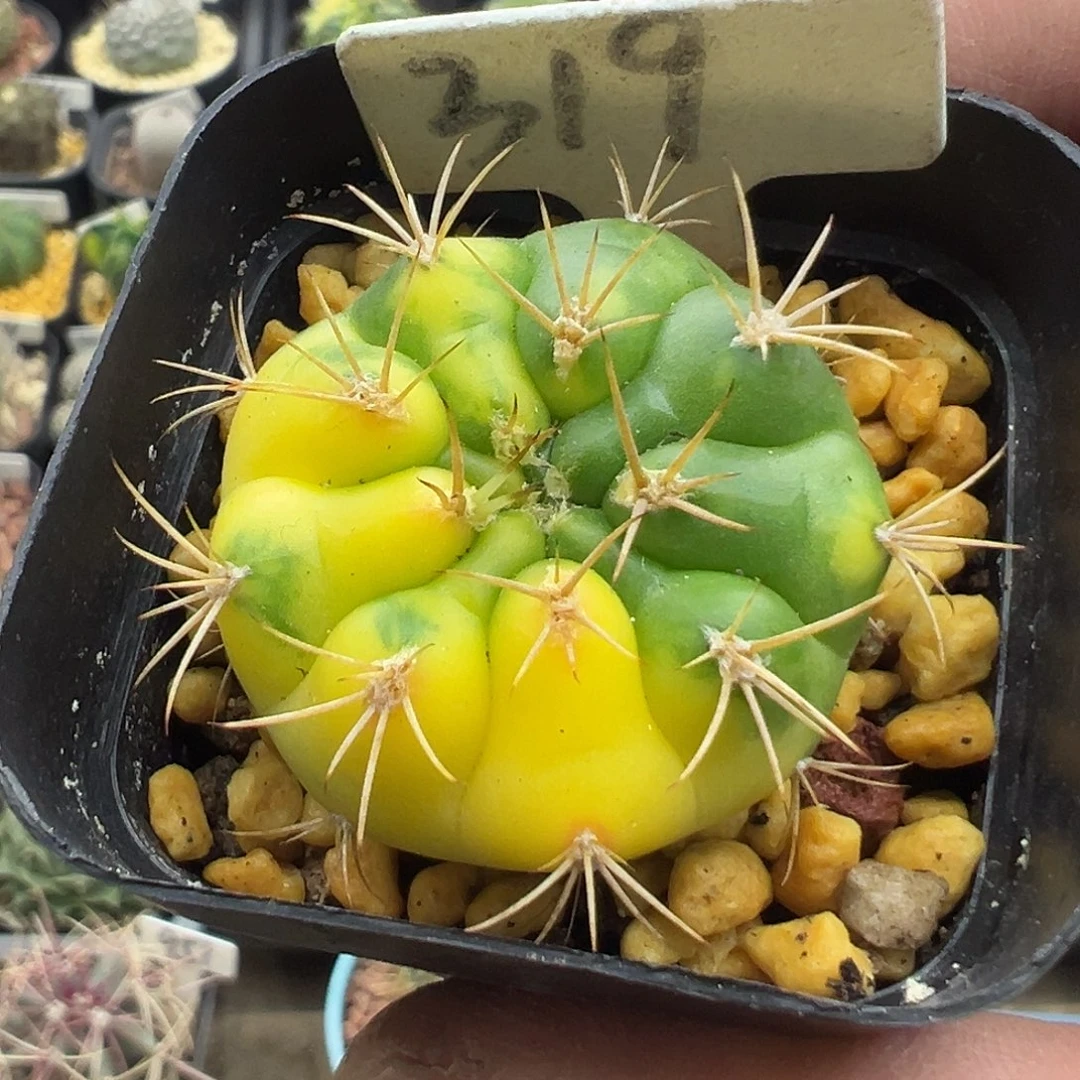 319勇将丸锦实生哦哦哦