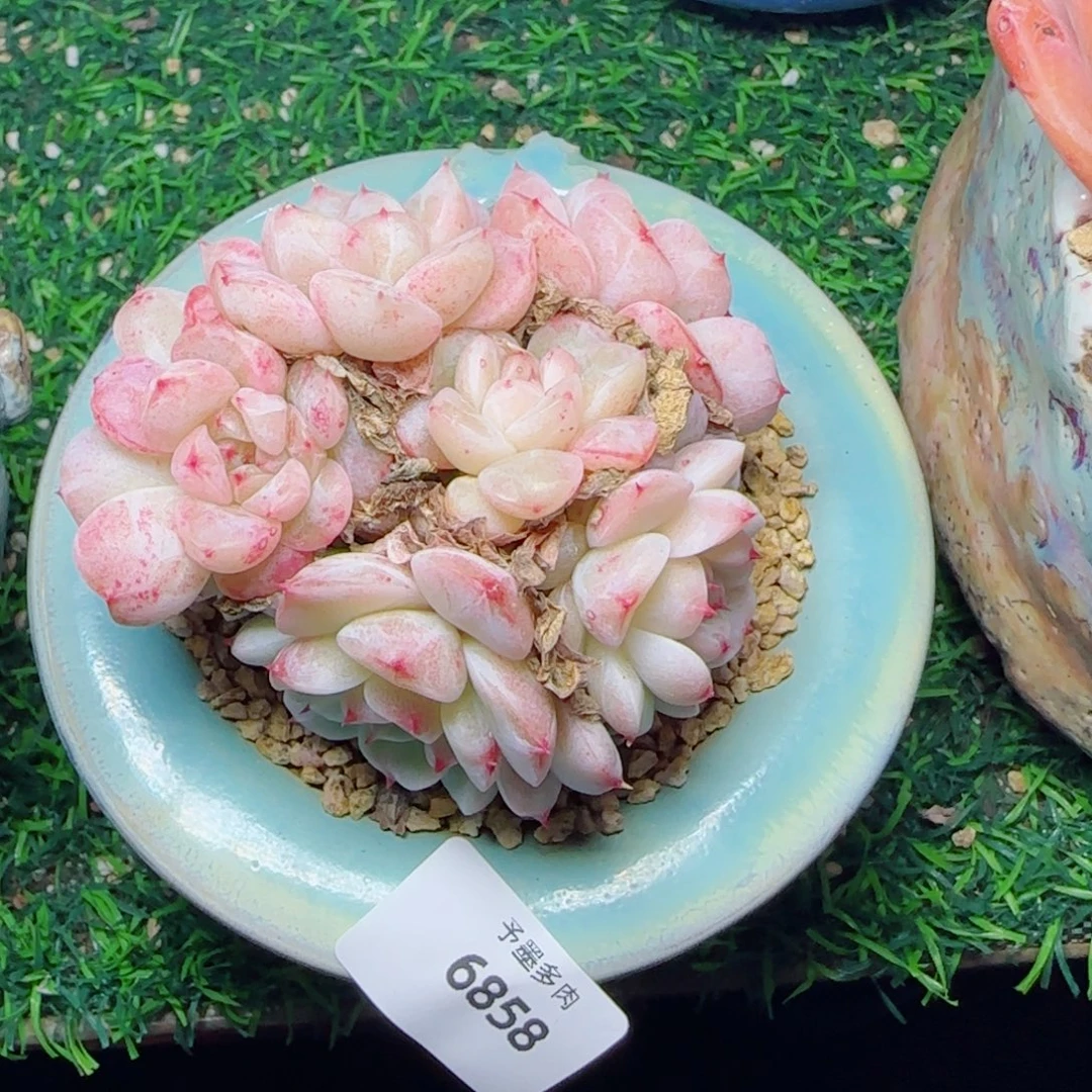 天鹅绒，6858多肉植物