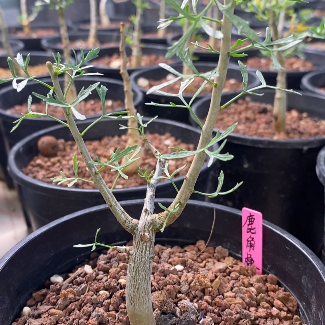 十二骑士鹿角没药实生带盆