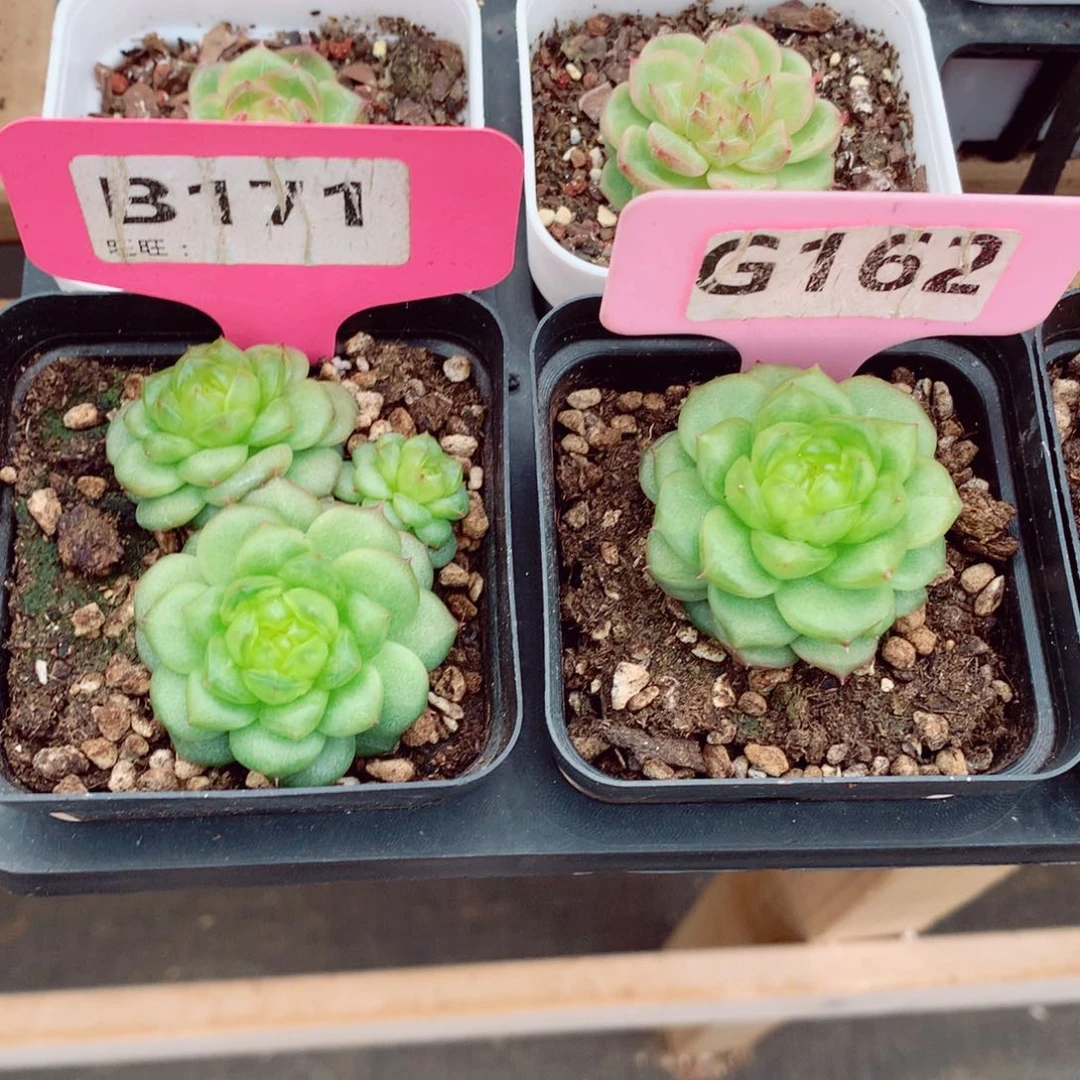 D****ゅ秋冰珍妮两颗4-6cm不包整群