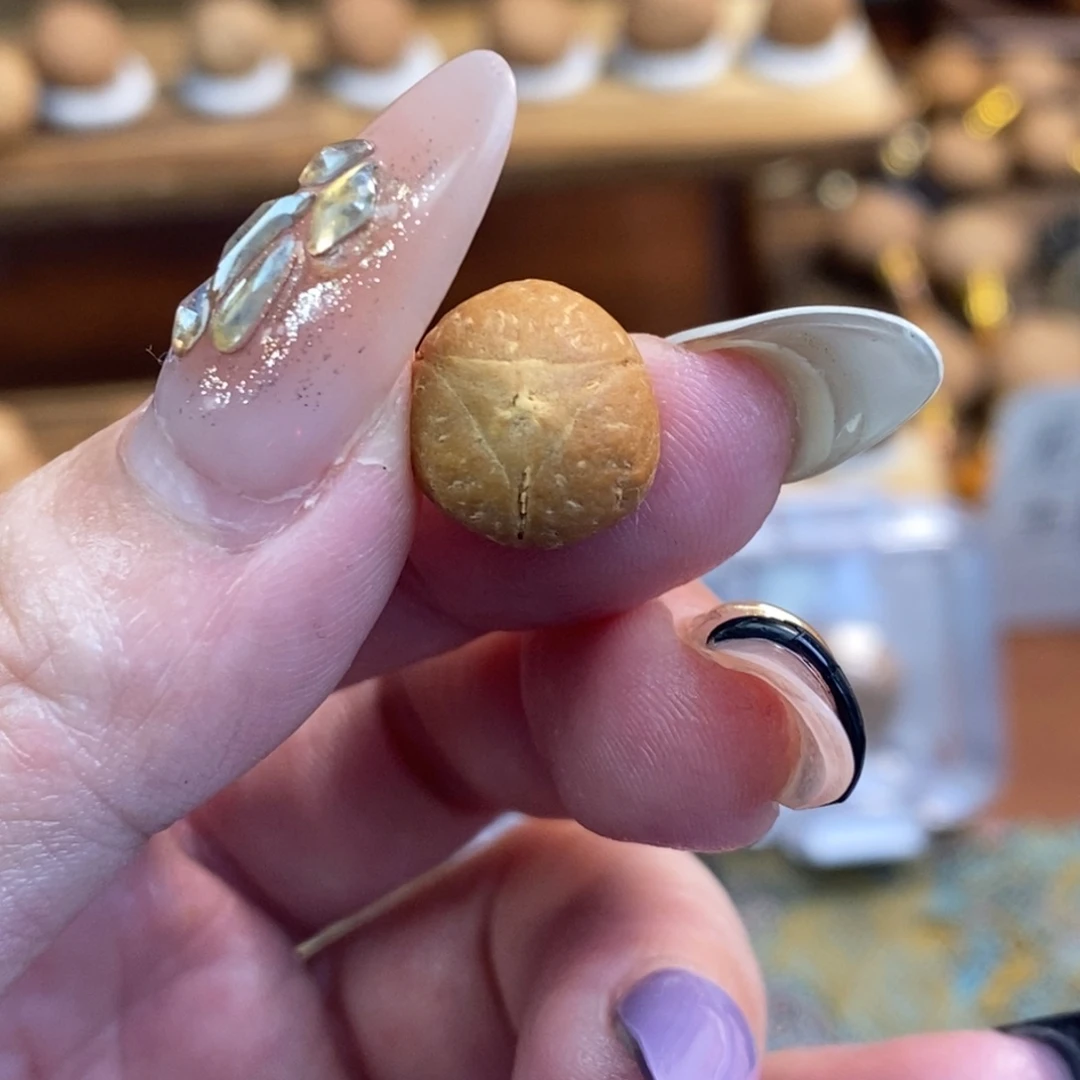 睿***生凤眼菩提吊坠11.8龙眼单仓单颗