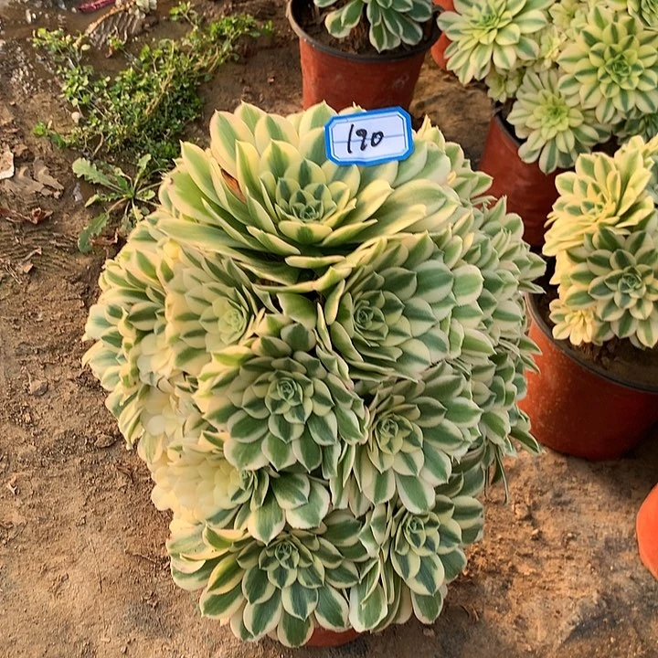 麦巴多肉植物190