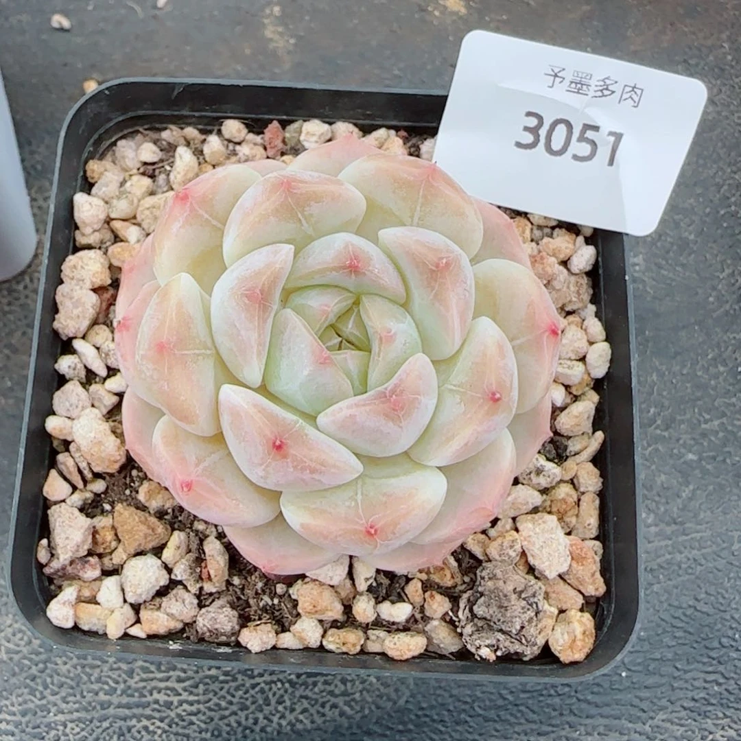 白底冰魄，3051多肉