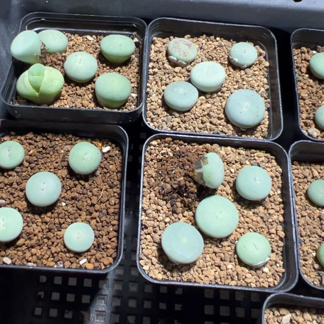8-05量拍大型红嘴5颗一盆