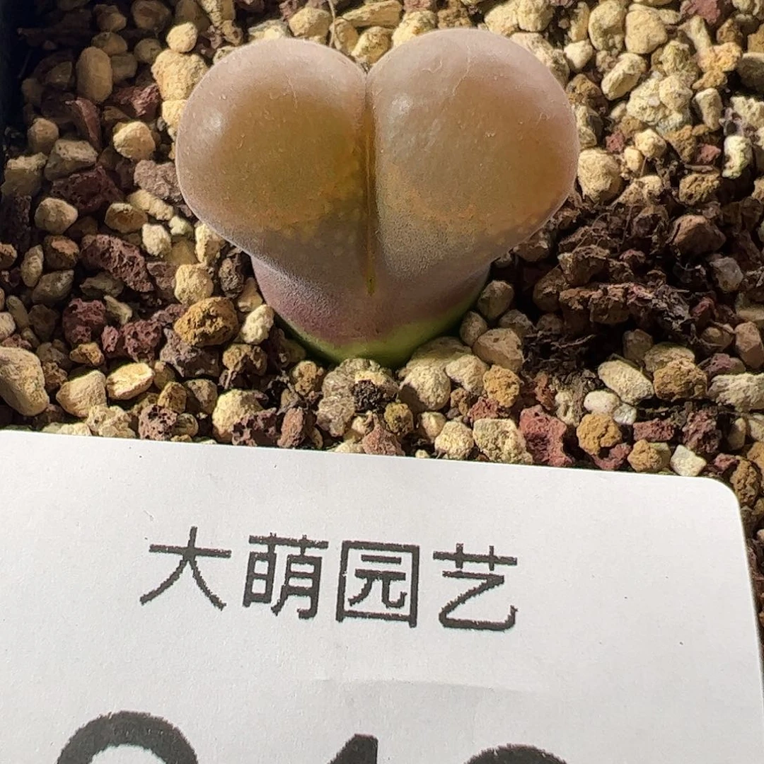 一物一拍脱土发。  849