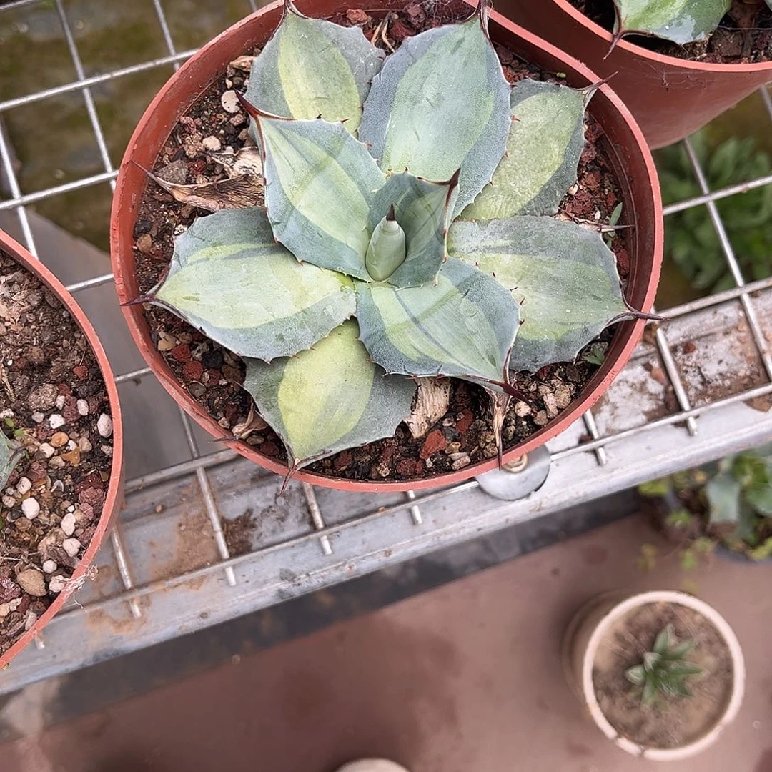 龟***星虚空藏浅中斑龙舌兰花卉