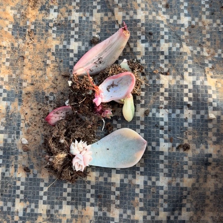 一组价格一物一拍紫丽殿组合