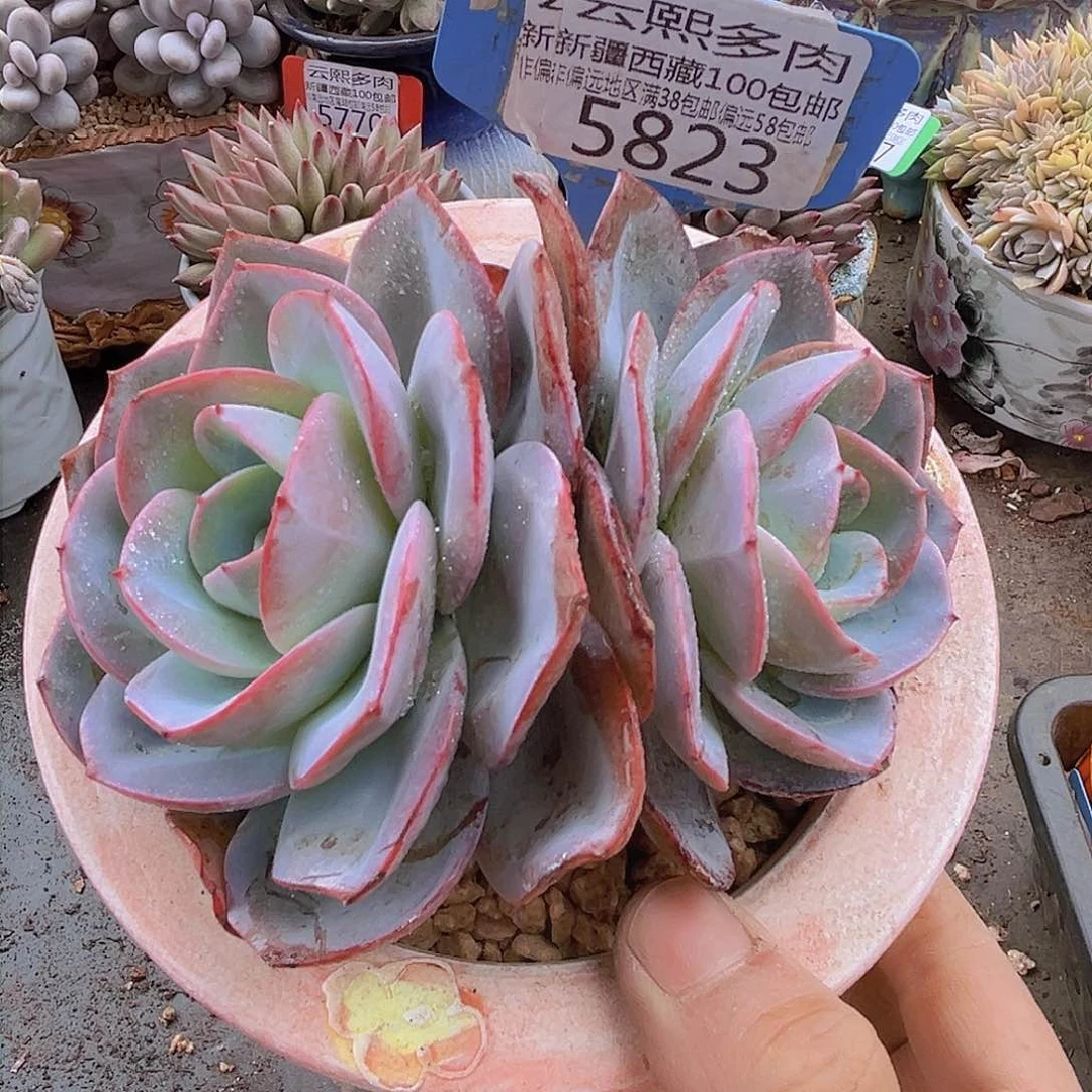 5823布鲁兰。