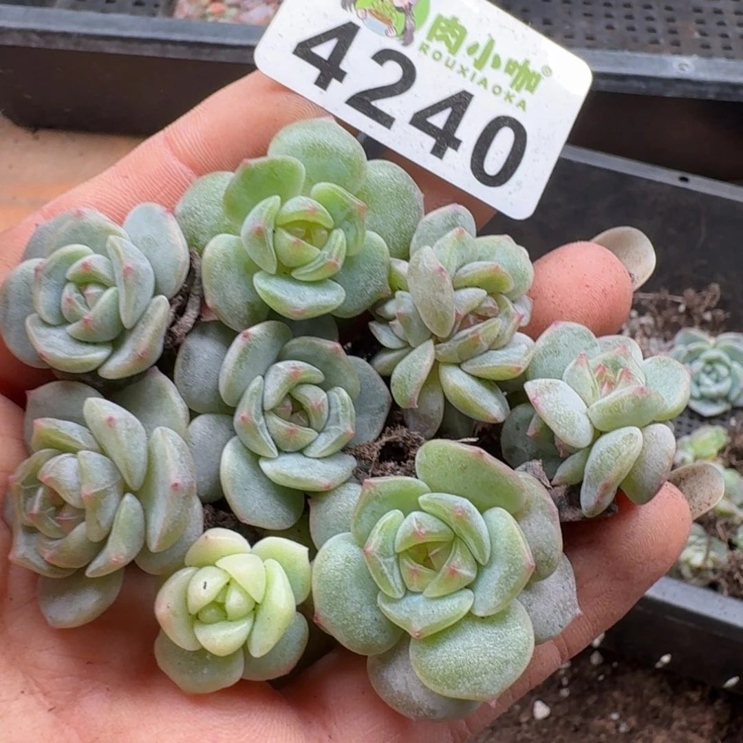 多肉植物多肉植物