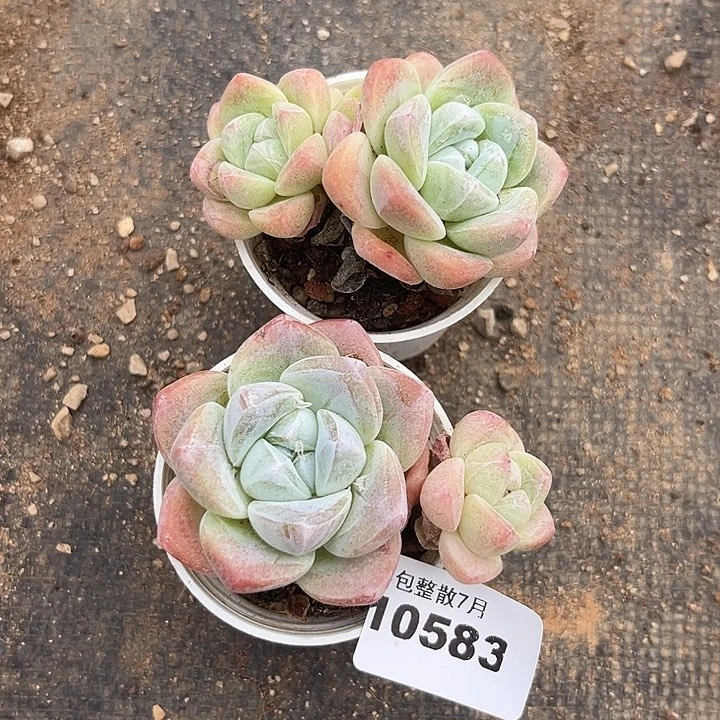 阿雅园艺。    10583