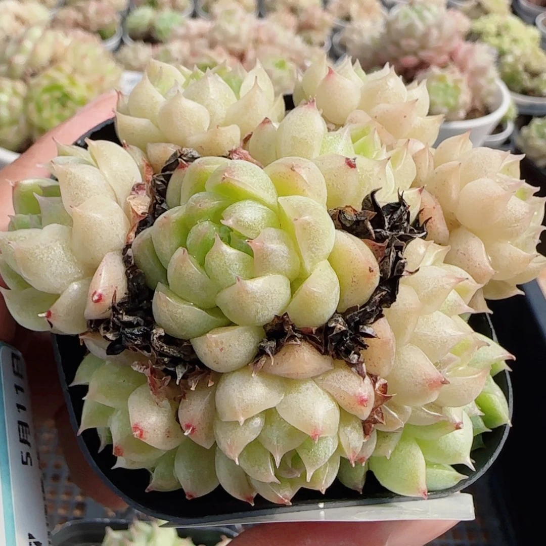 花语逸镜0511-36散