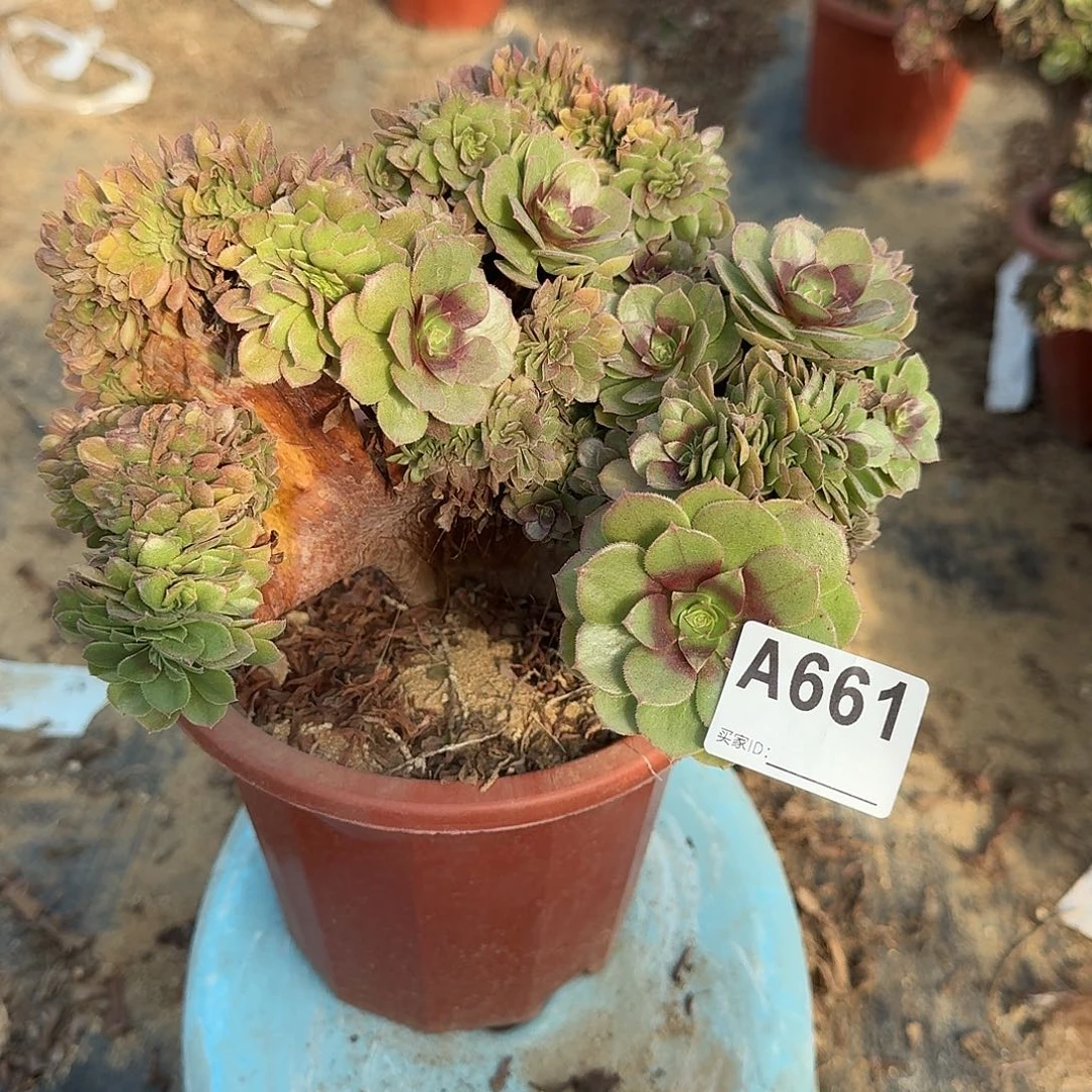 661万缀朵朵一颗呀呀