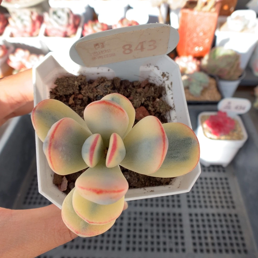 843乒乓福娘锦多肉植物