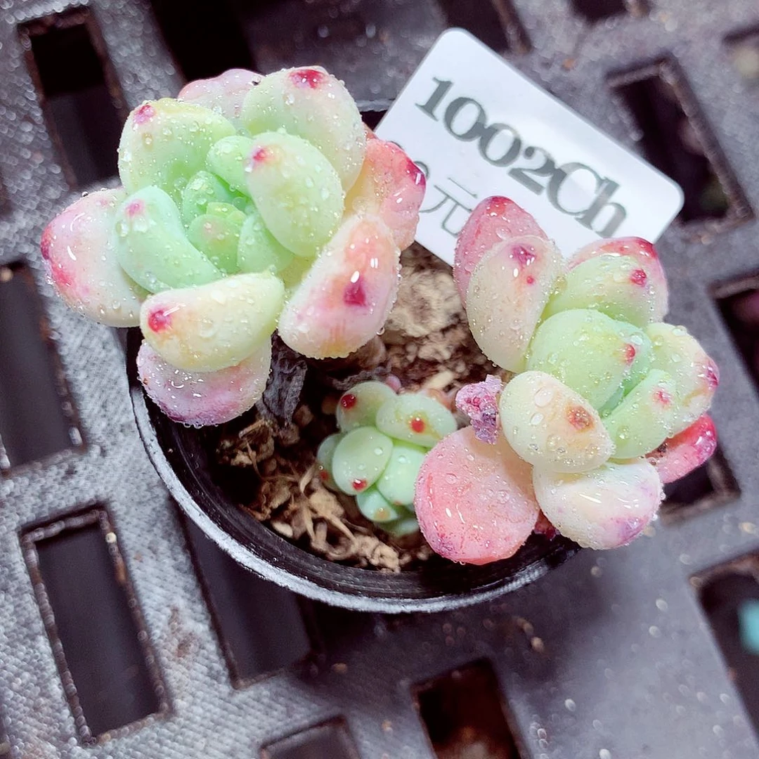 5厘米盆精控多肉1002