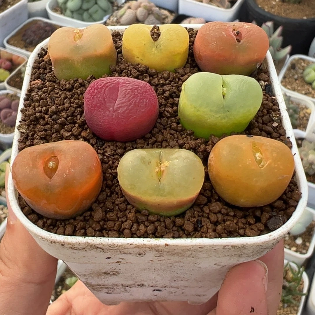 541多肉植物种类多样
