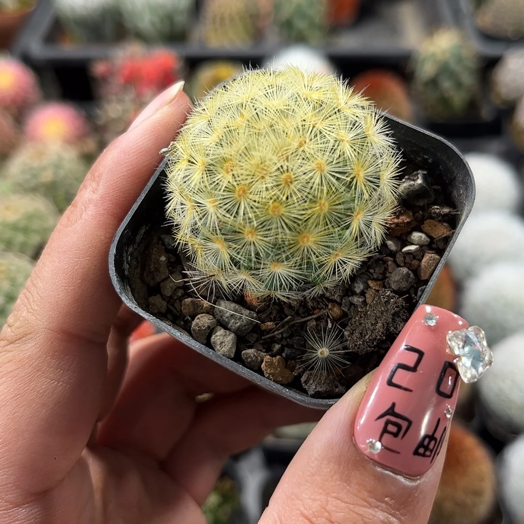 嘉文丸单头发货单头发