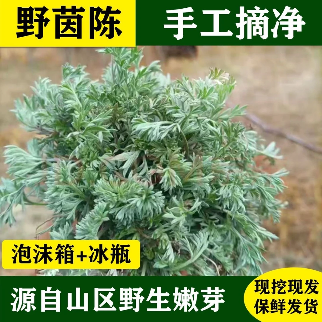 2025年新鲜现挖野生茵陈白蒿当季时令蔬菜可蒸菜可泡茶3斤包邮