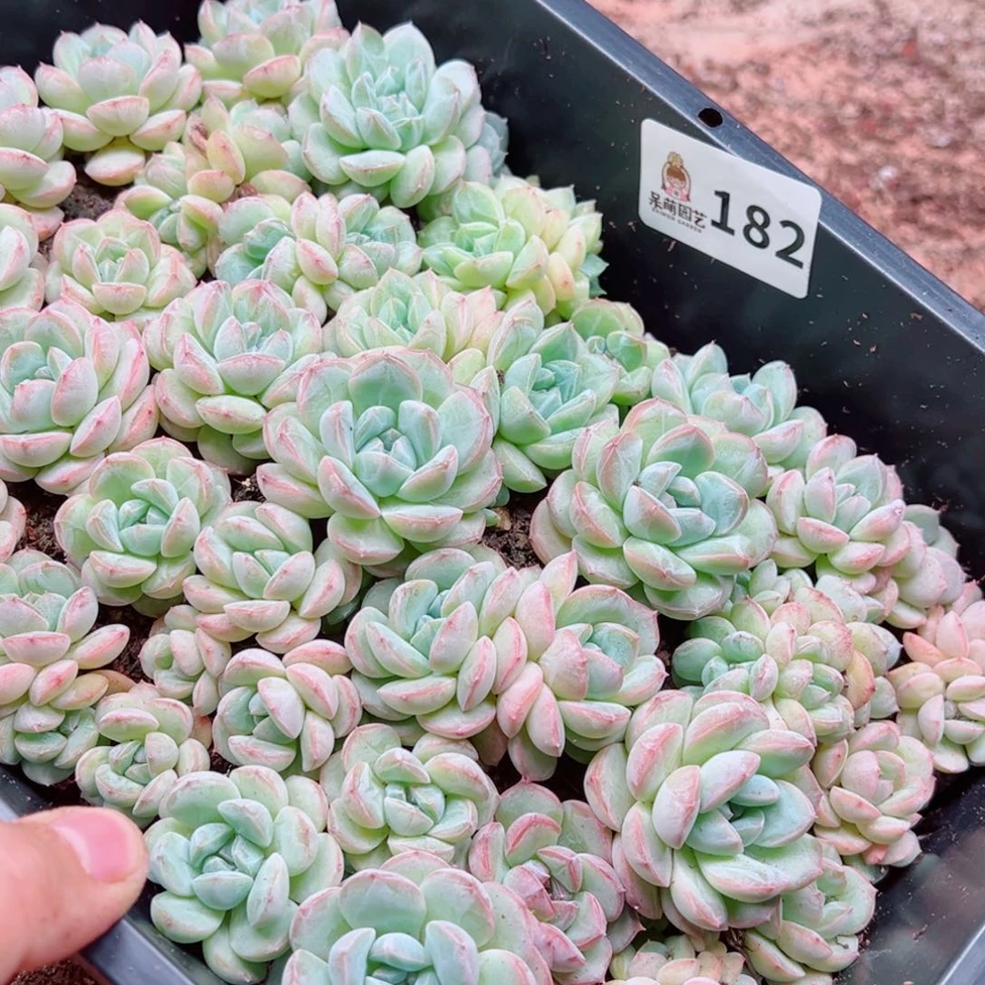 蜜***兔多肉植物多肉植物