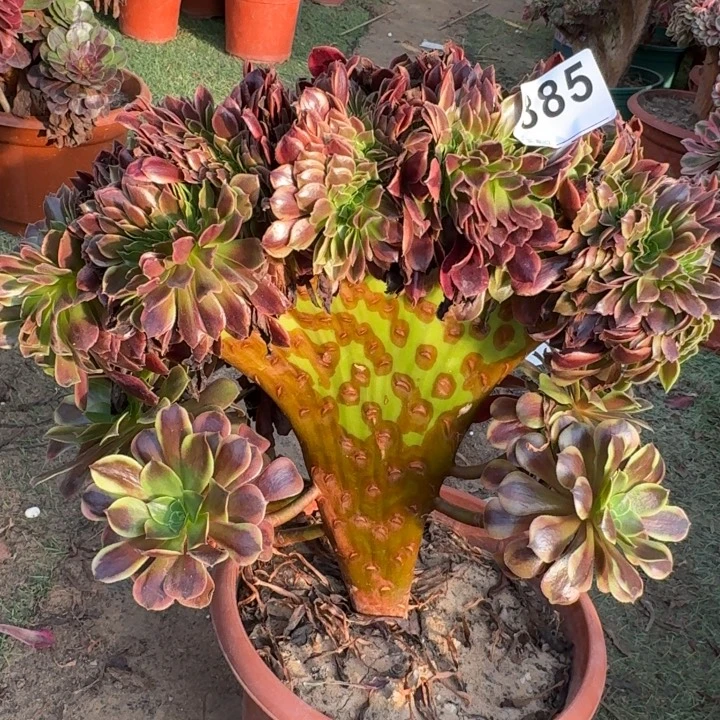 欧嘉莉法师锦缀化885