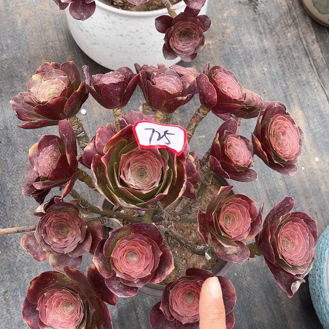 多肉植物725干多肉植物