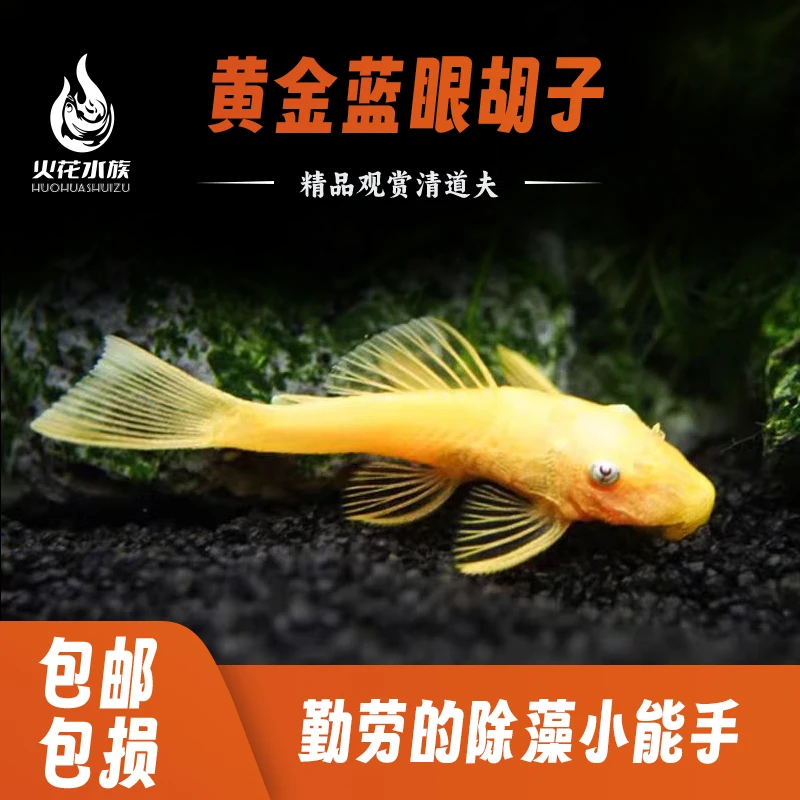 黄金胡子鱼小型热带淡水鱼观赏鱼好养耐活除藻必备