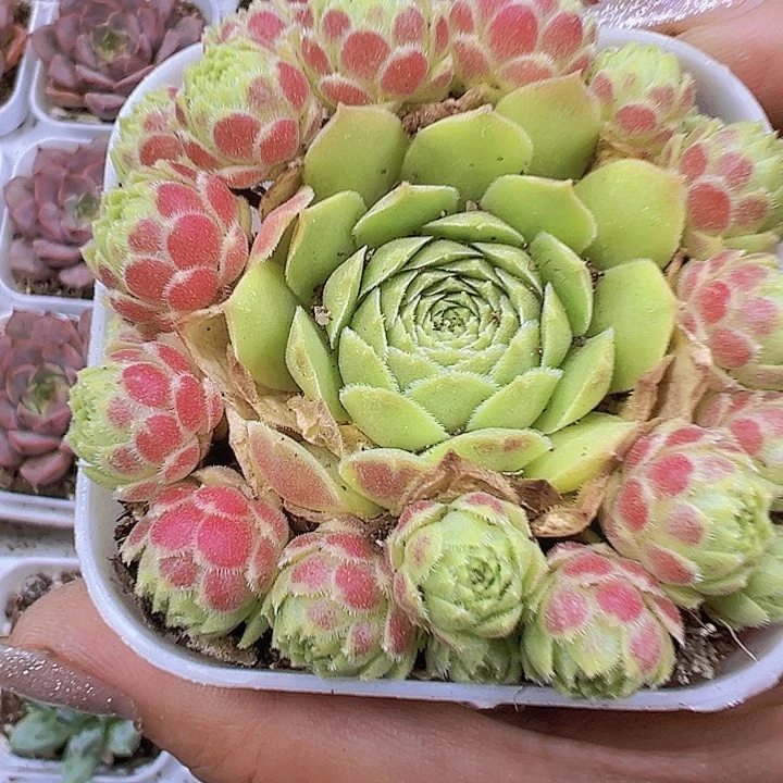 爱德华19包邮多肉植物