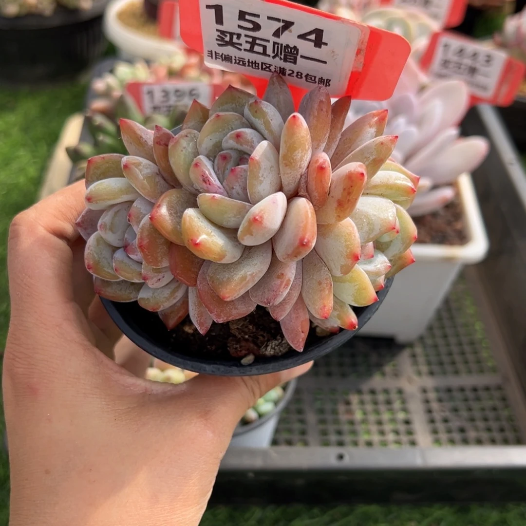 表妹精品多肉1574.