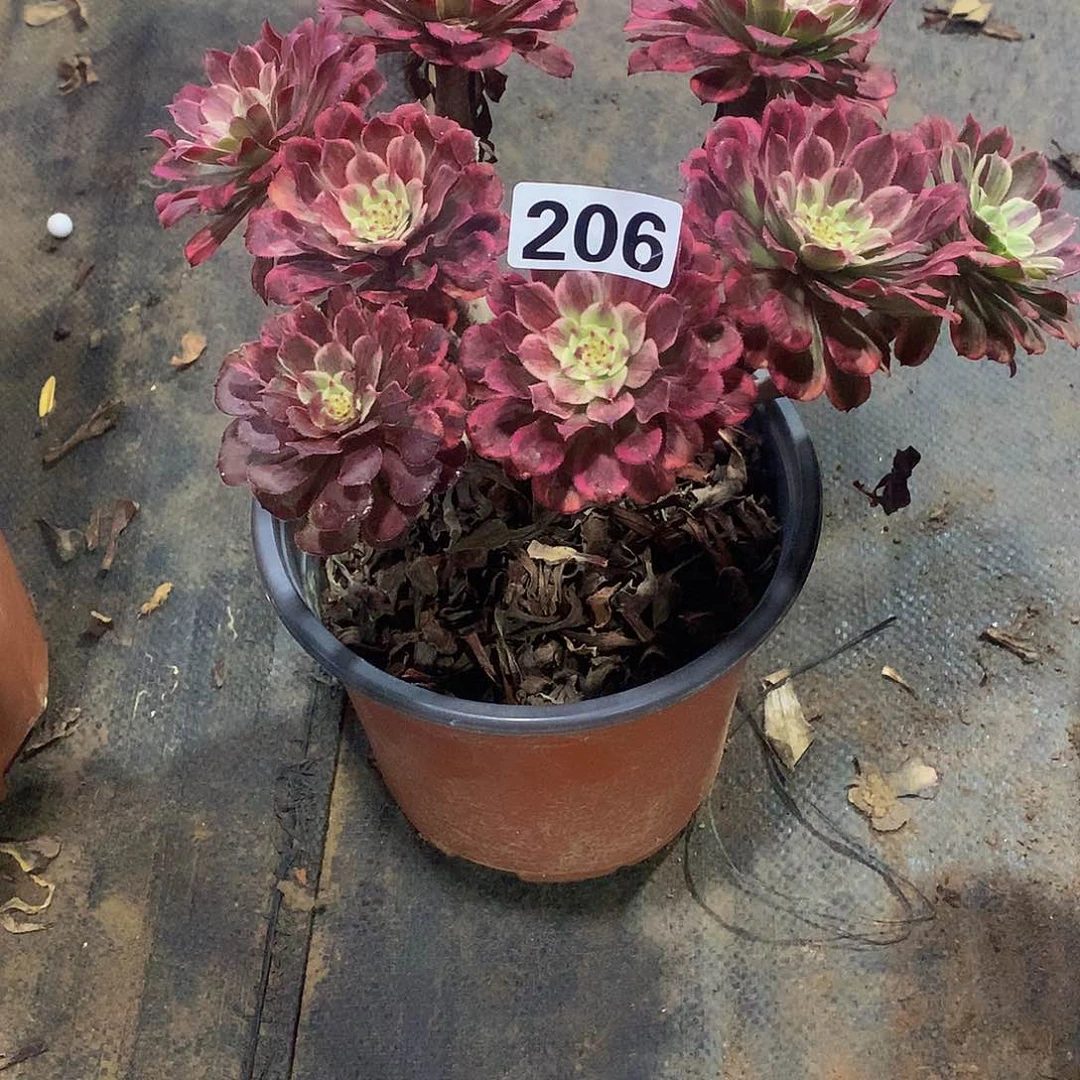 柚*多肉水墨画.206.000000