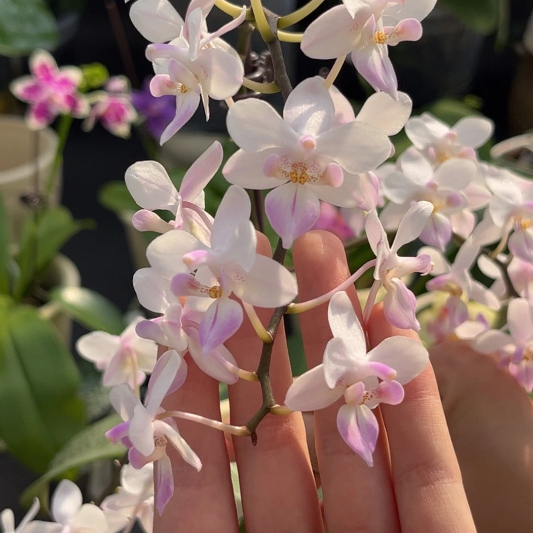 完全开放2.8寸樱花雨开花株